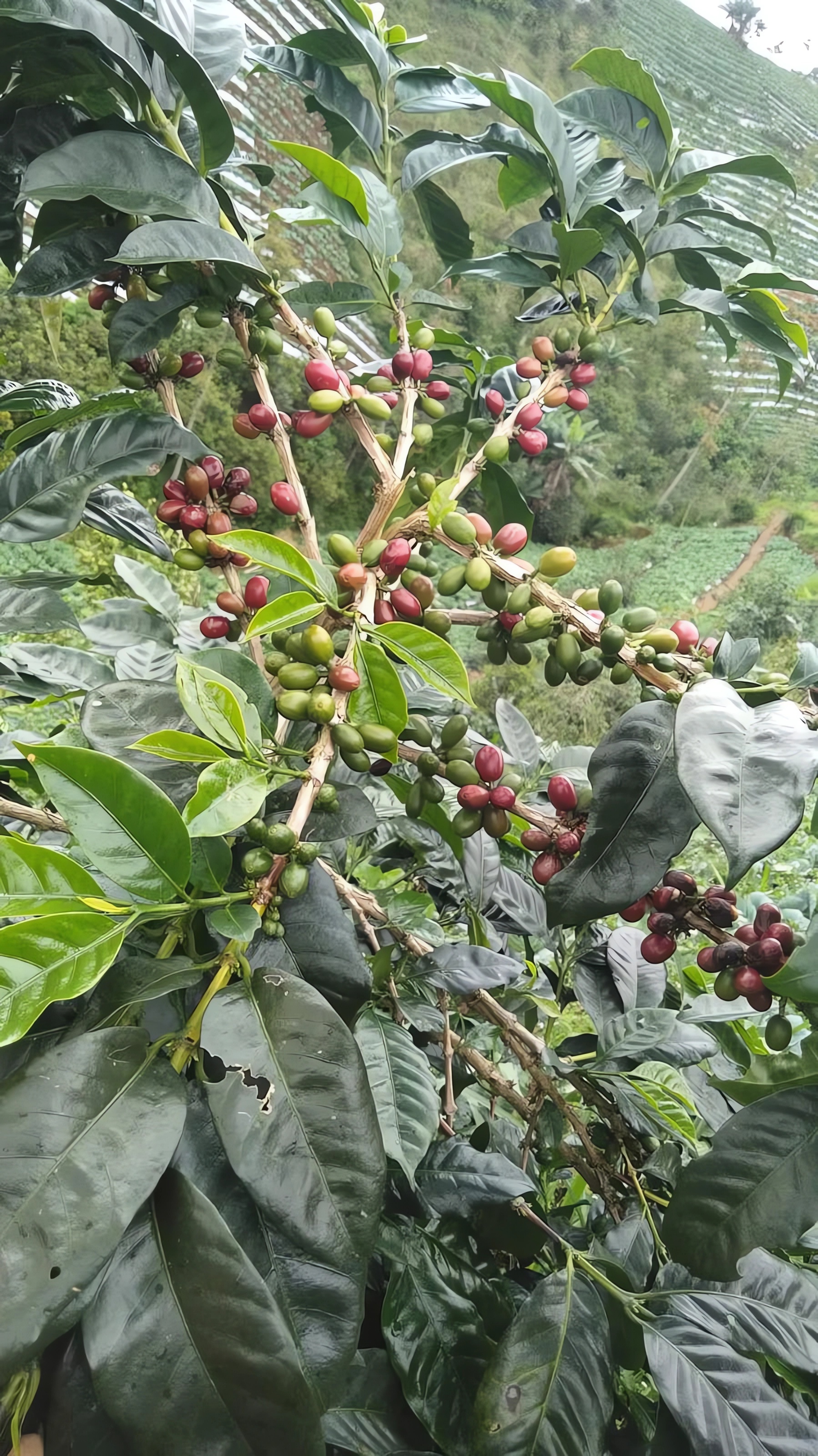 Foto kebun kopi